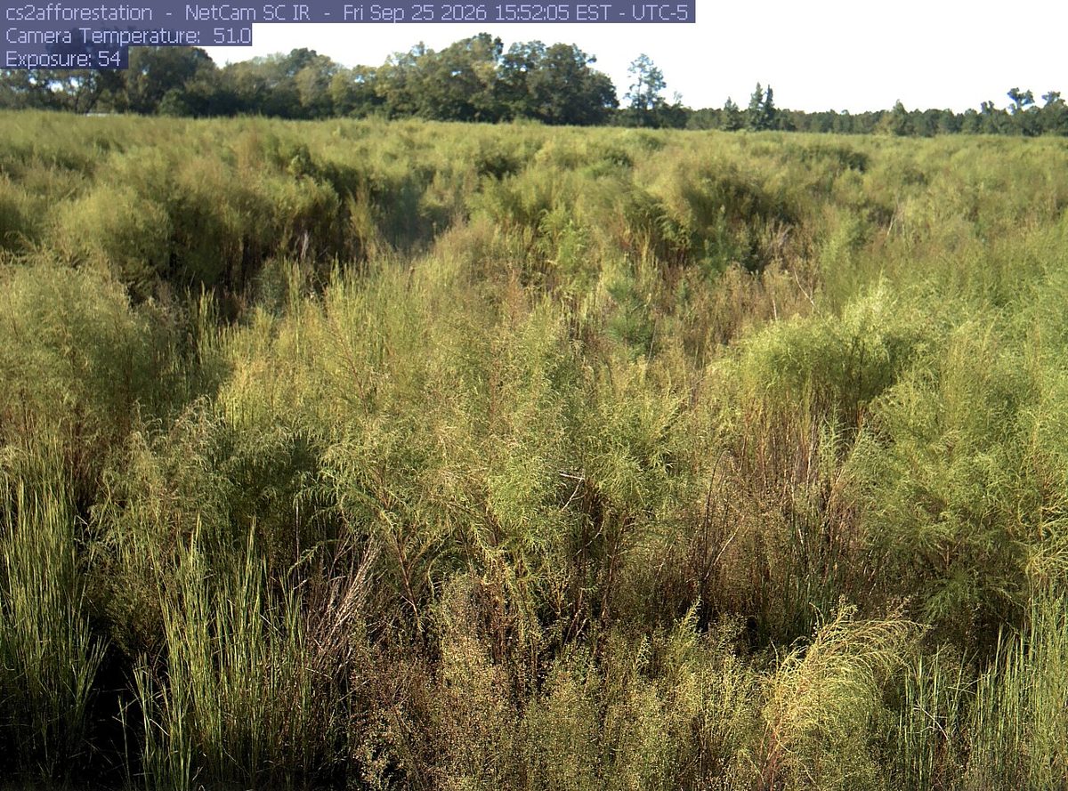 The latest daylight frame from the cs2afforestation camera, 33 km from Francis Marion and Sumter National Forests
