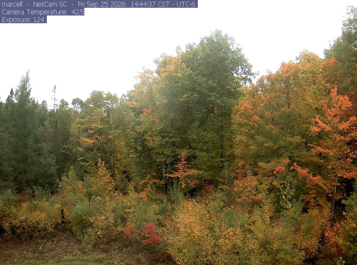The latest daylight frame from the marcell camera, 49 km from Chippewa National Forest