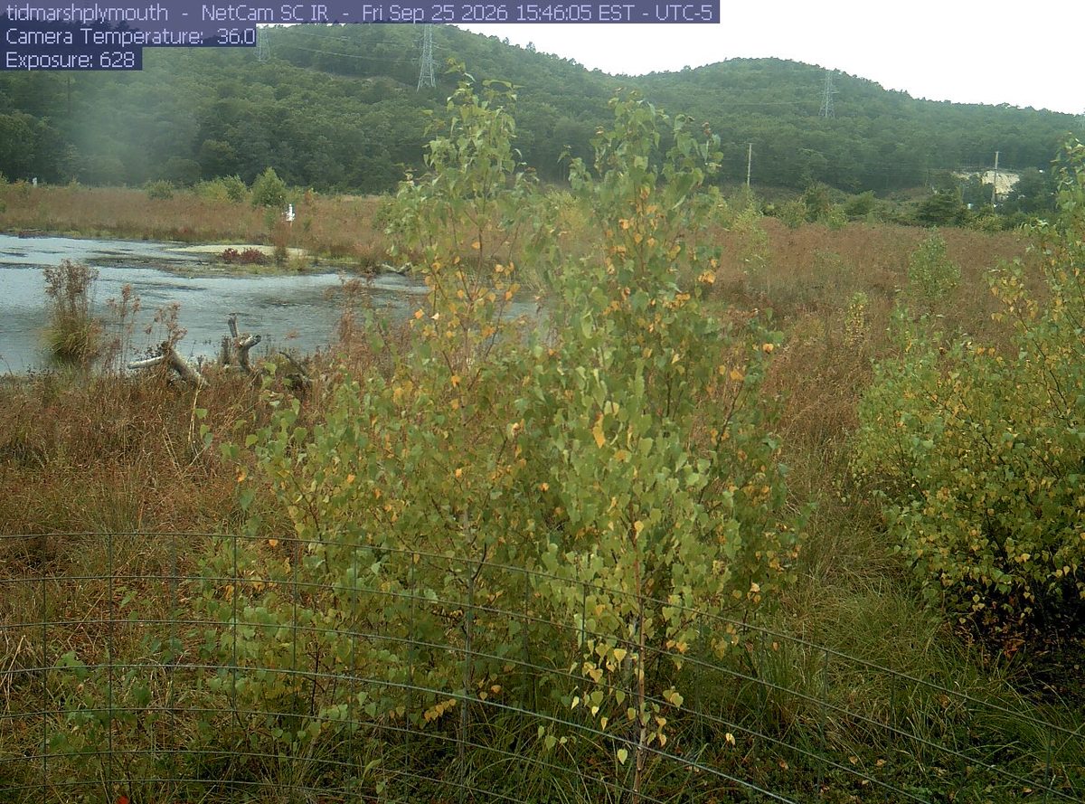 The latest daylight frame from the tidmarshplymouth camera, 42 km from Cape Cod National Seashore